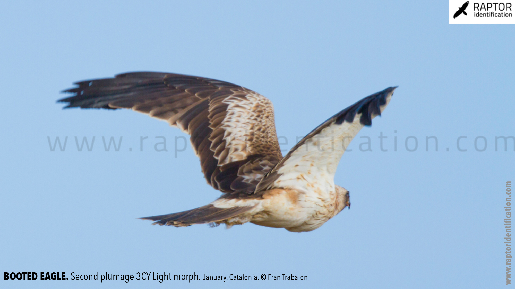 Booted-Eagle-Transitional-plumage-light-morph-identification