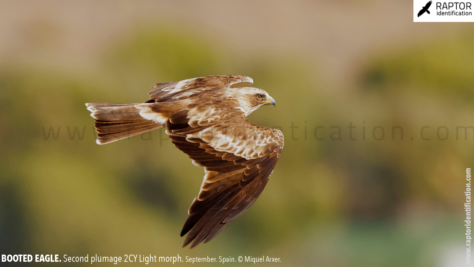 Booted-Eagle-Transitional-plumage-light-morph-identification