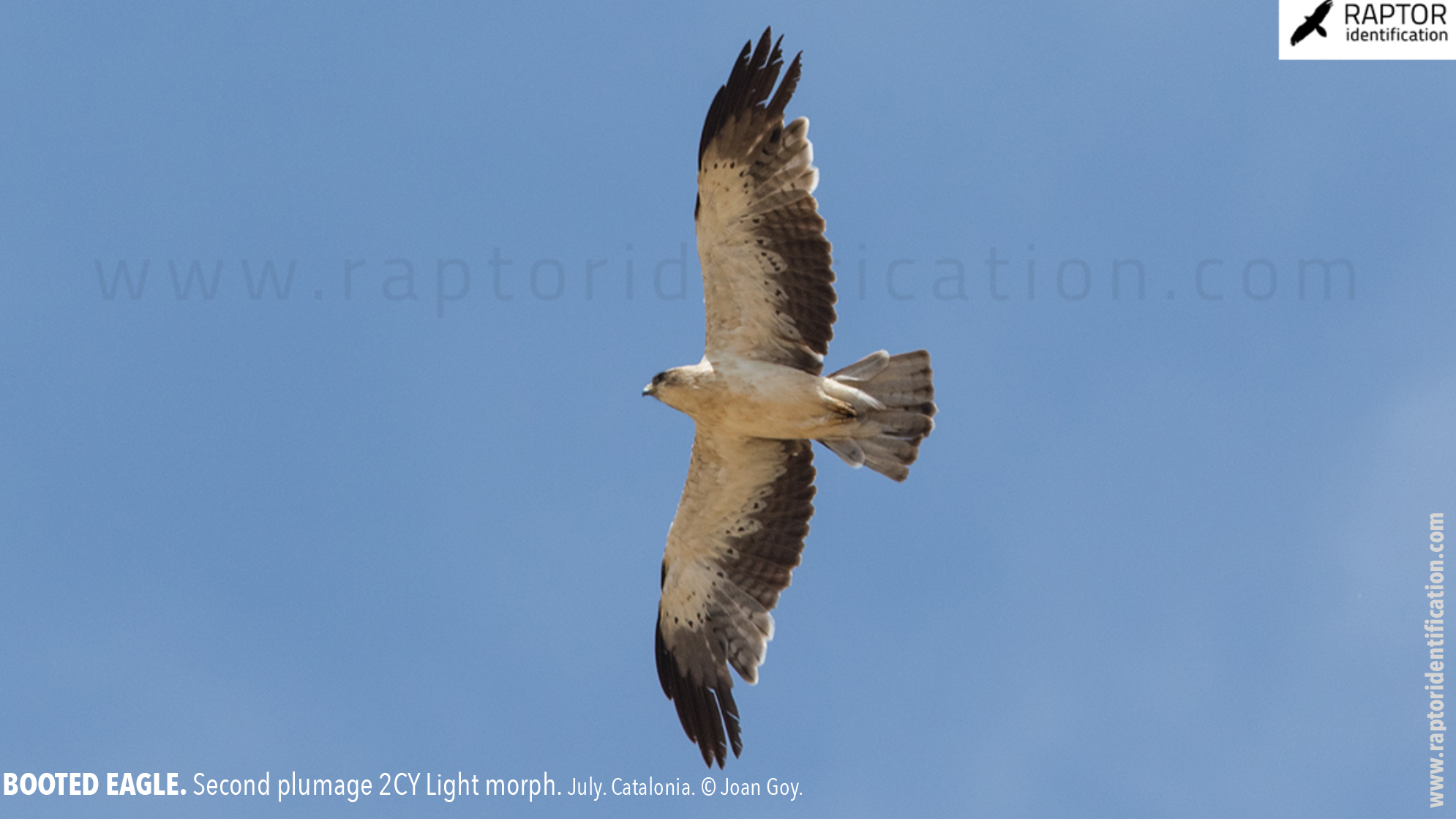 Booted-Eagle-Transitional-plumage-light-morph-identification