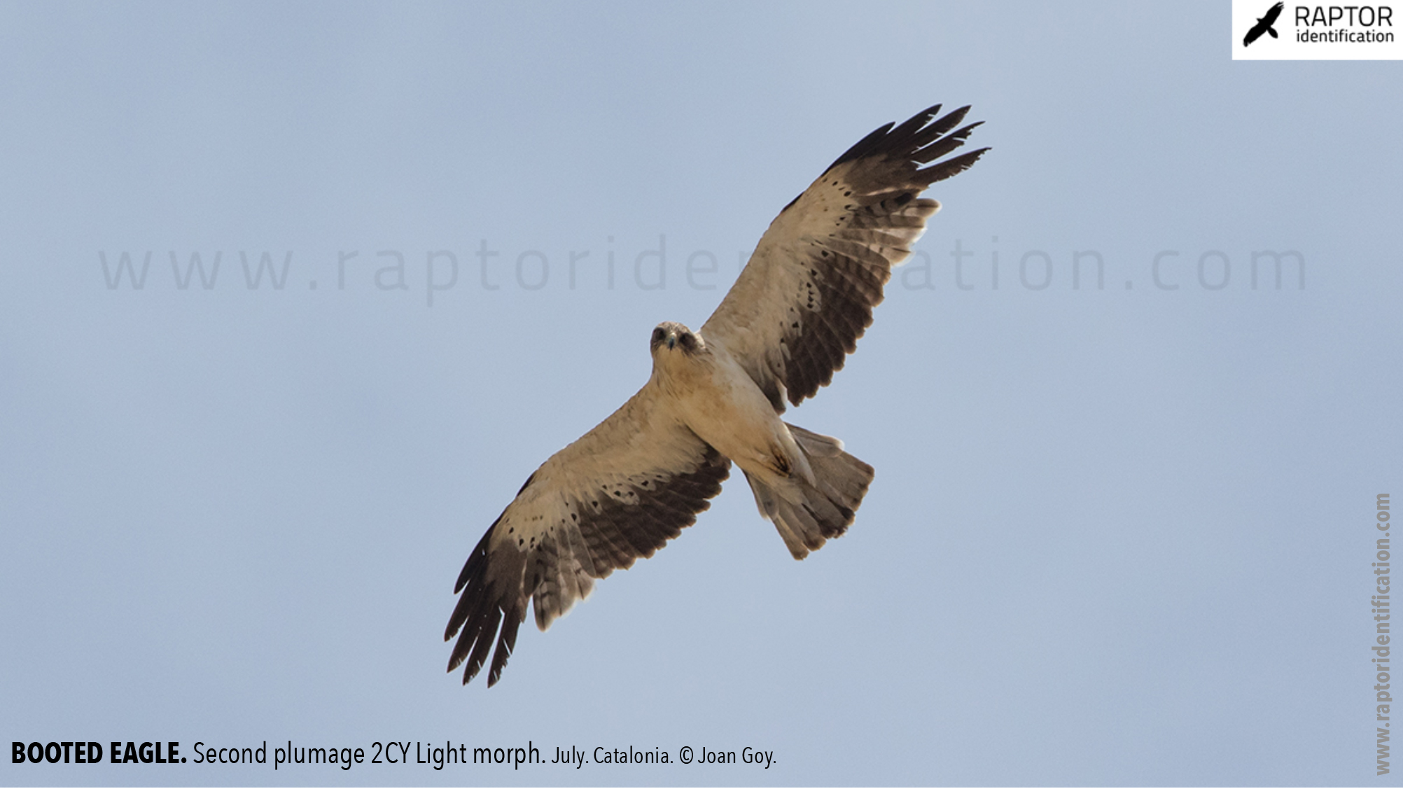 Booted-Eagle-Transitional-plumage-light-morph-identification