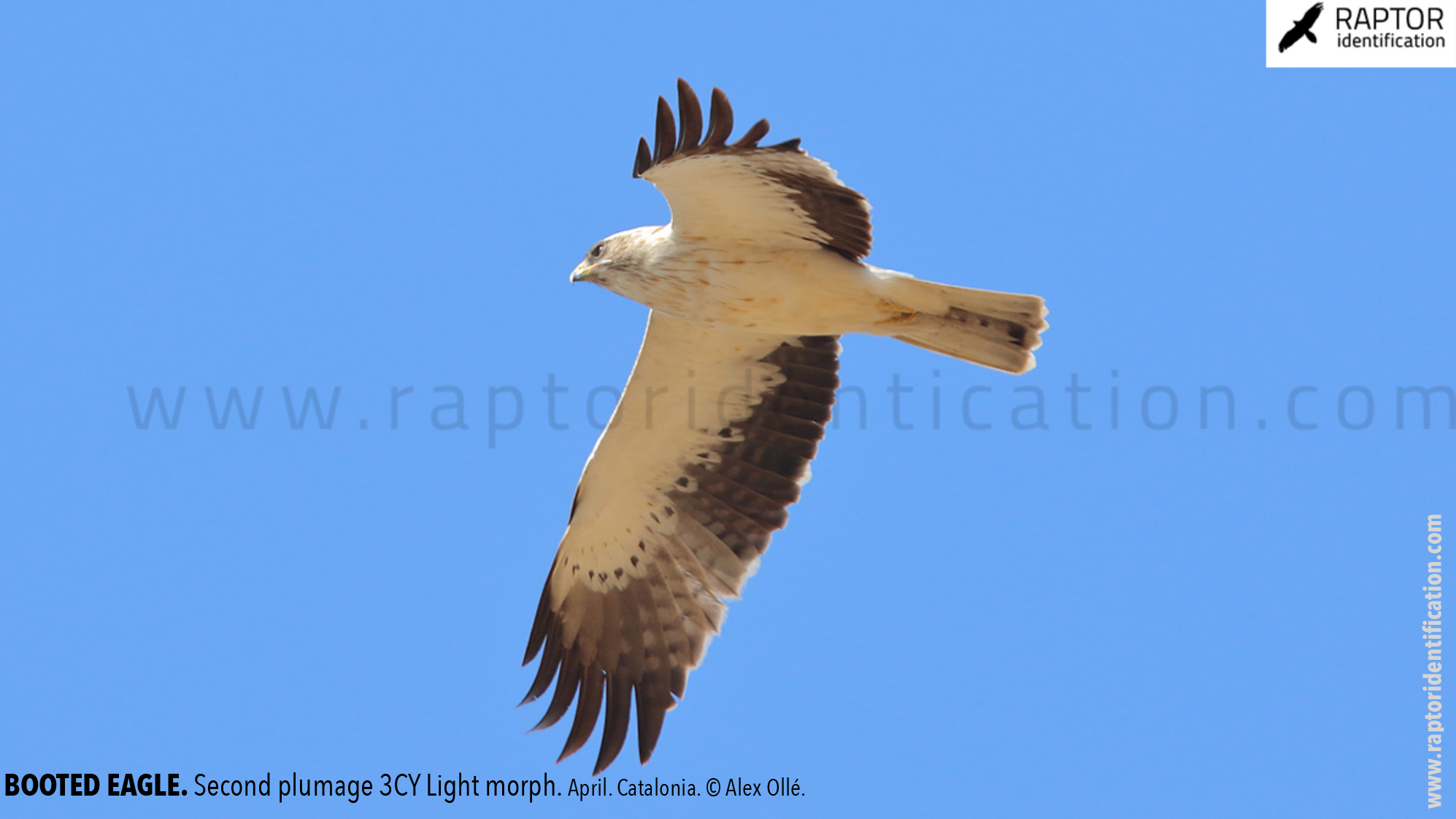 Booted-Eagle-Transitional-plumage-light-morph-identification