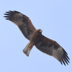 Booted-Eagle-Juvenile-plumage-dark-morph-identification