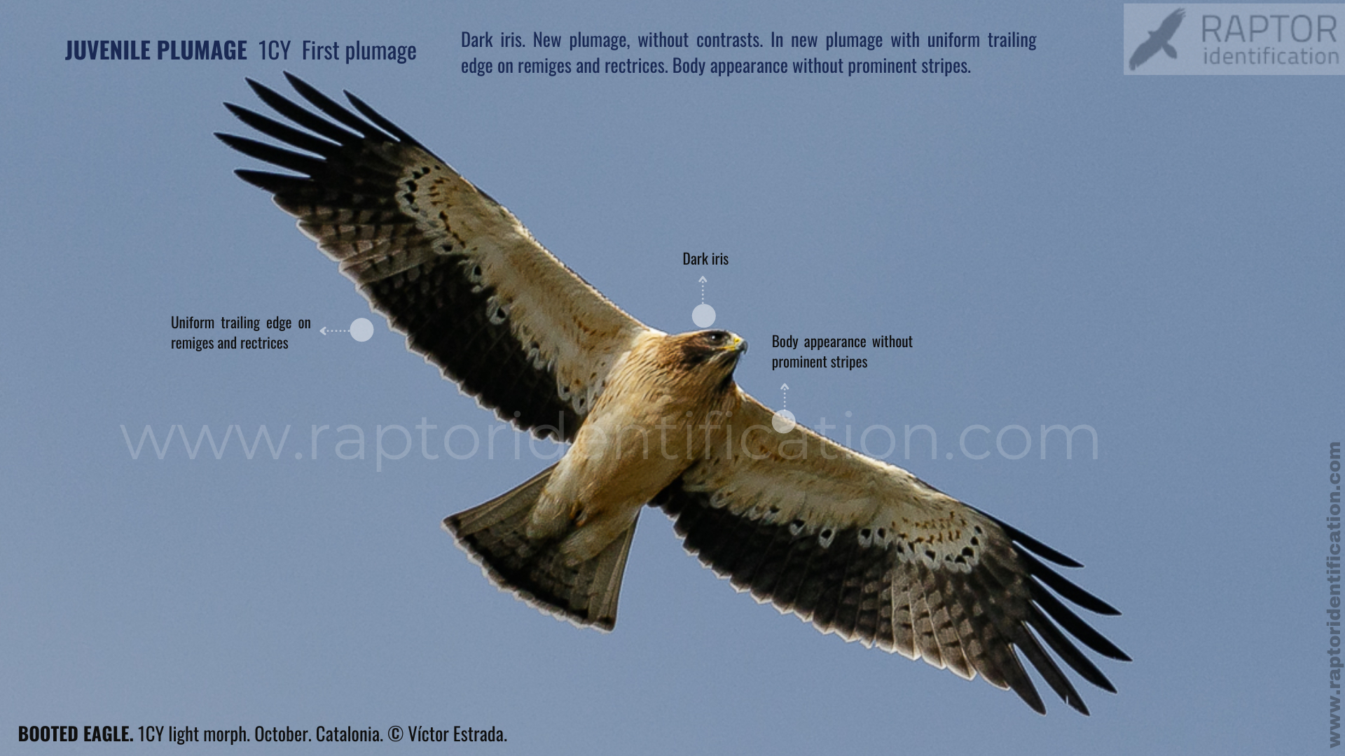 Booted-Eagle-Juvenile-plumage-identification