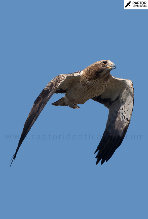 booted-eagle-identification
