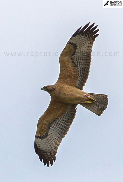 Bonellis-Eagle-vs-Booted-Eagle-juvenile-plumage-identification