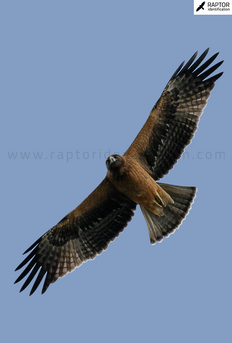 booted-eagle-identification