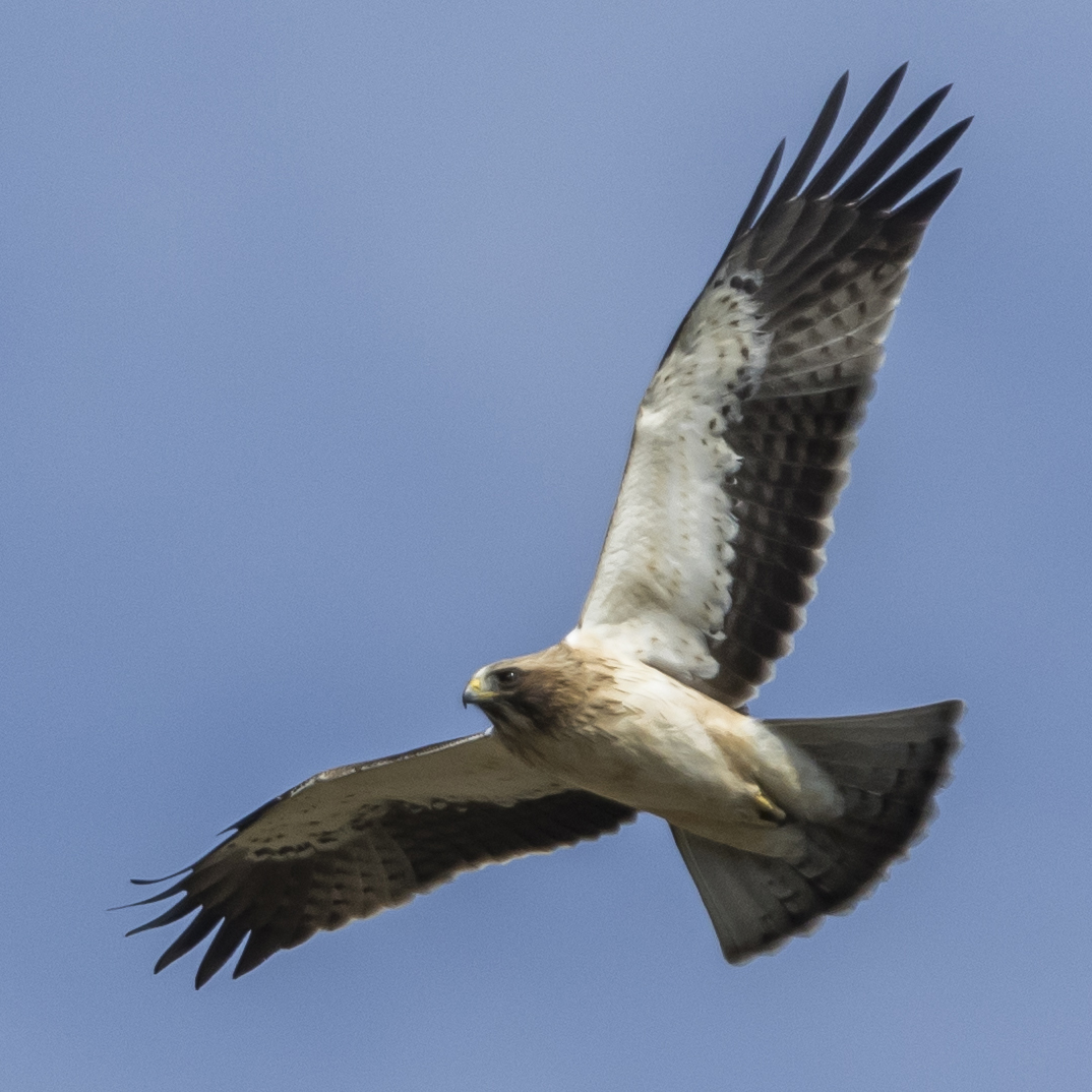 Booted-Eagle-Juvenile-plumage-identification