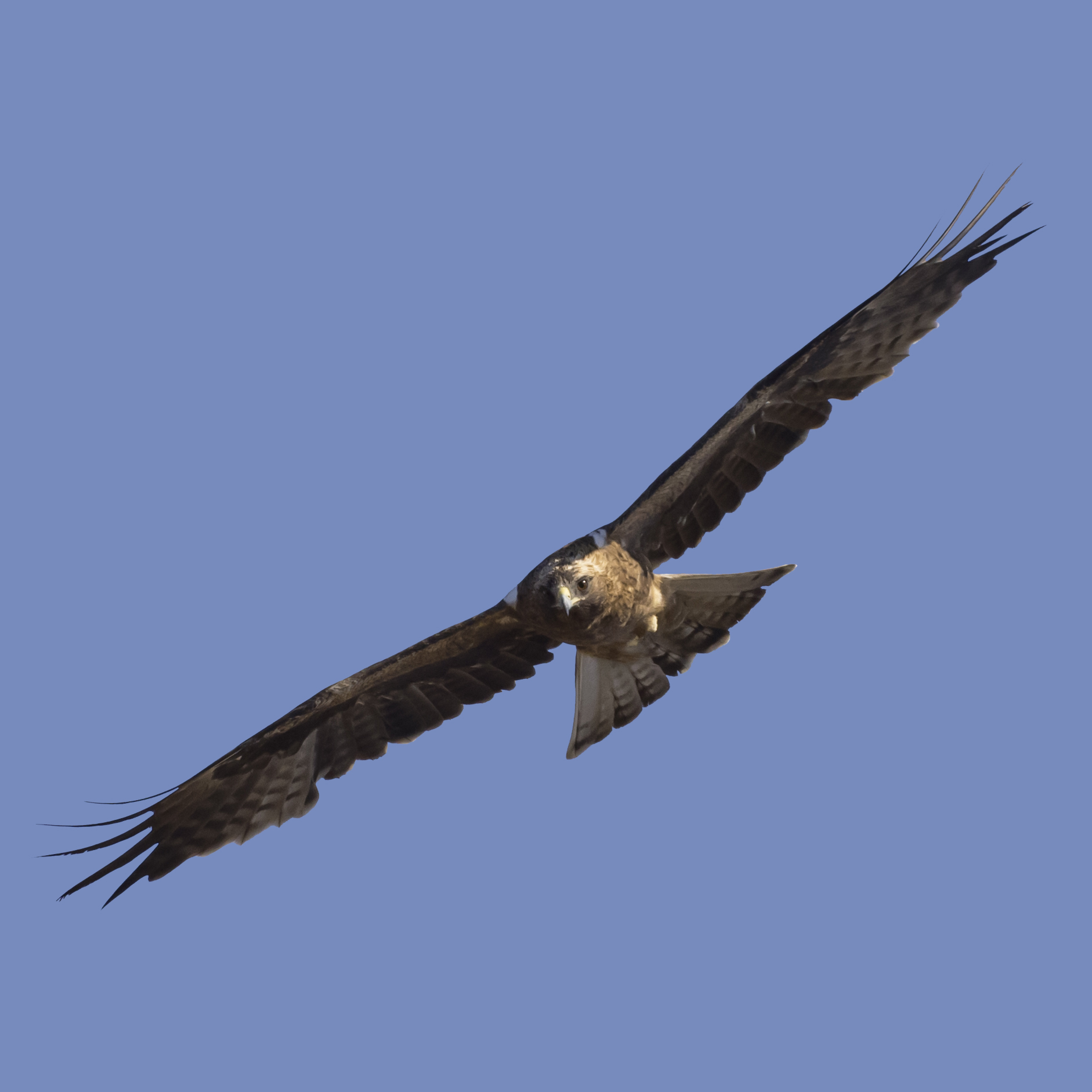 Booted-Eagle-Transitional-plumage-dark-morph-identification