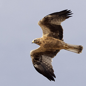 Booted-Eagle-Adult-plumage-dark-morph-identification