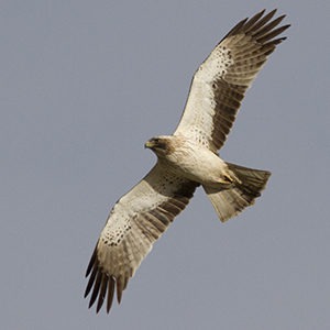 Booted-Eagle-Adult-plumage-light-morph-identification