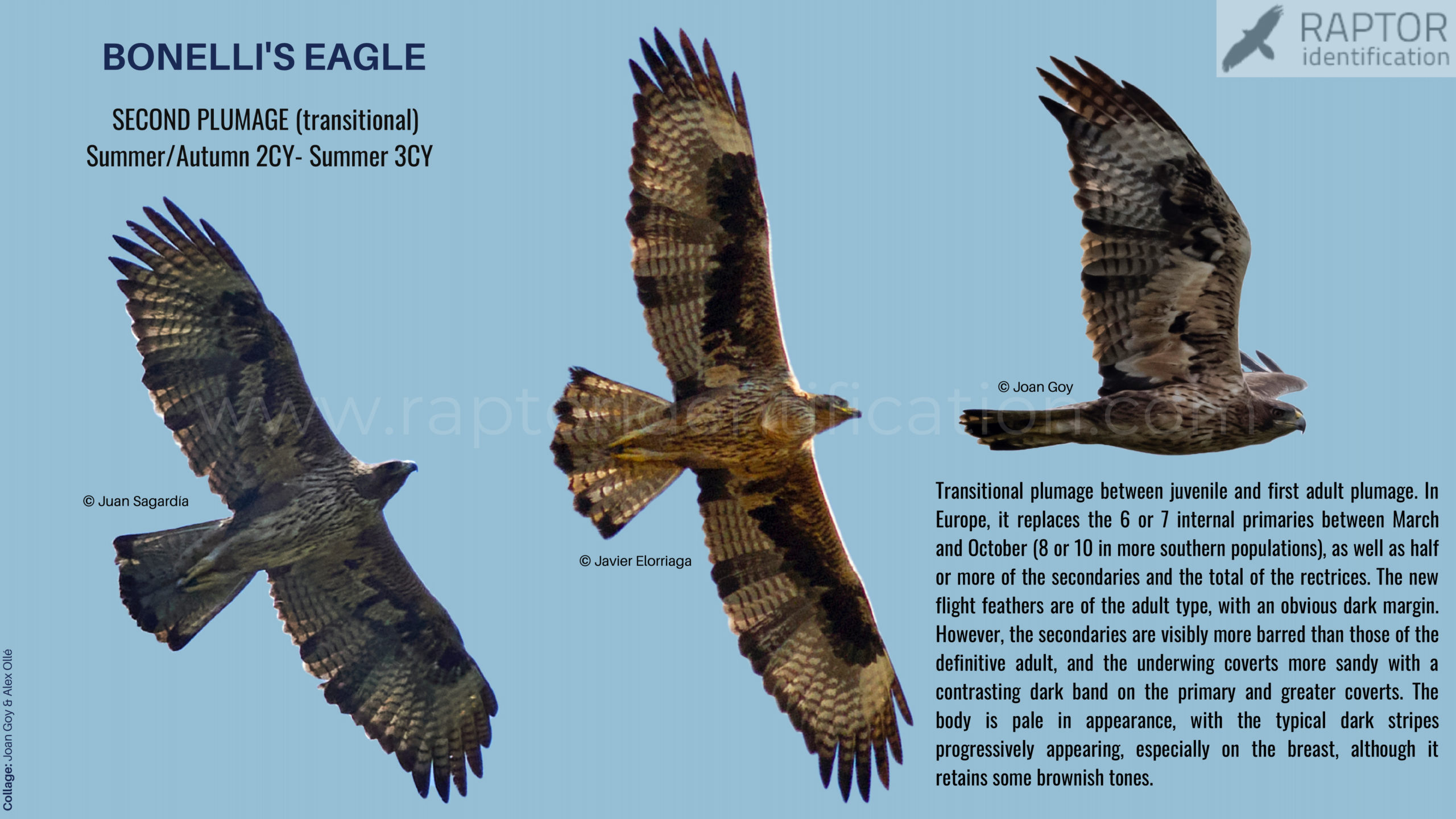 Bonellis-Eagle-2nd-plumage-identification