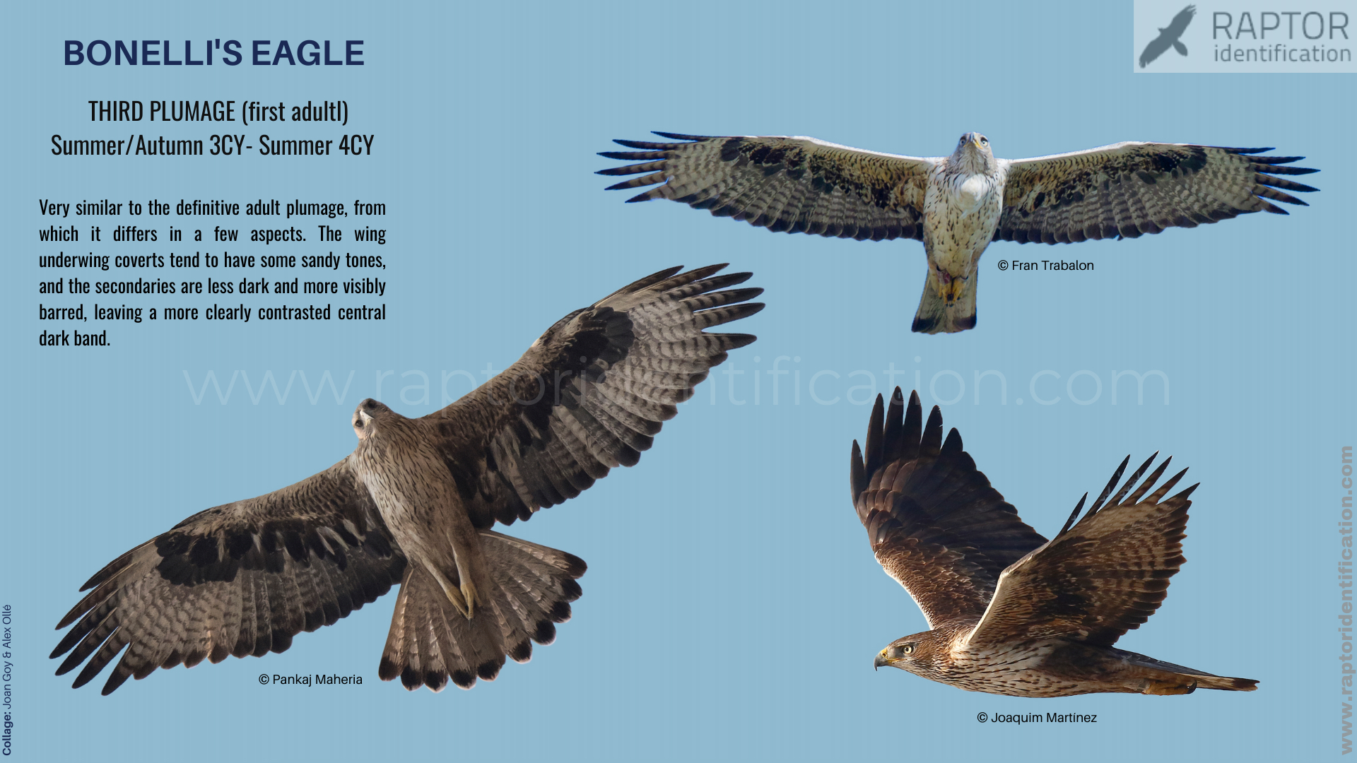 Bonellis-Eagle-3rd-plumage-identification
