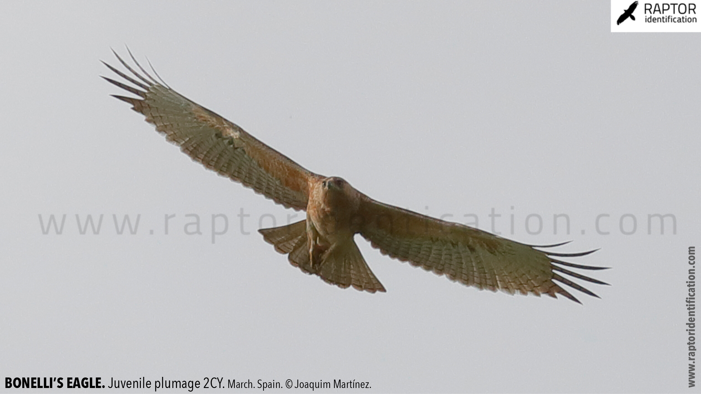 Bonellis-Eagle-juvenile-plumage-identification