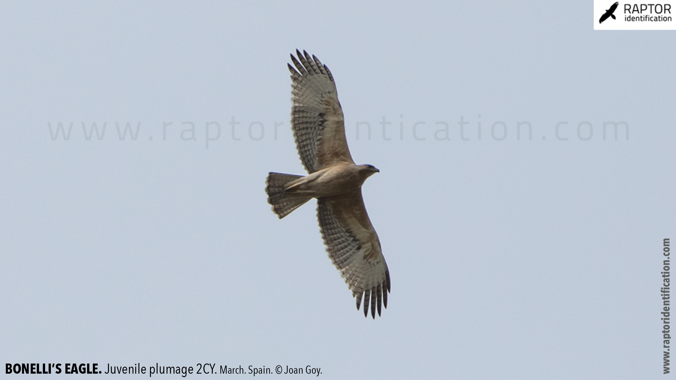 Bonellis-Eagle-juvenile-plumage-identification