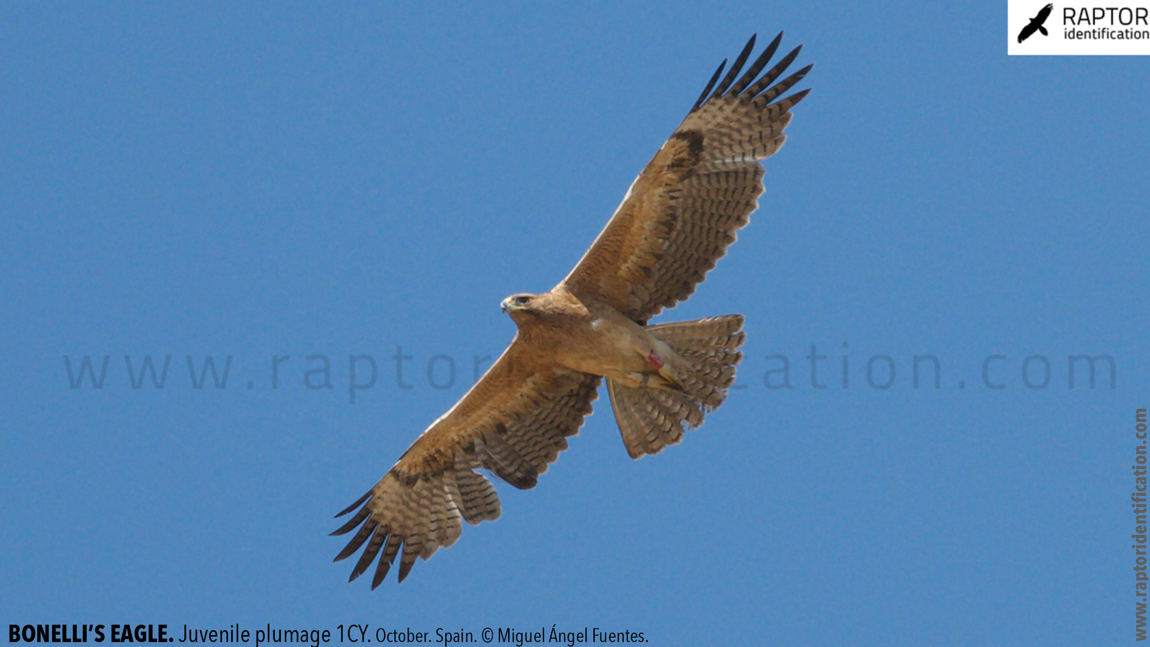 Bonellis-Eagle-juvenile-plumage-identification