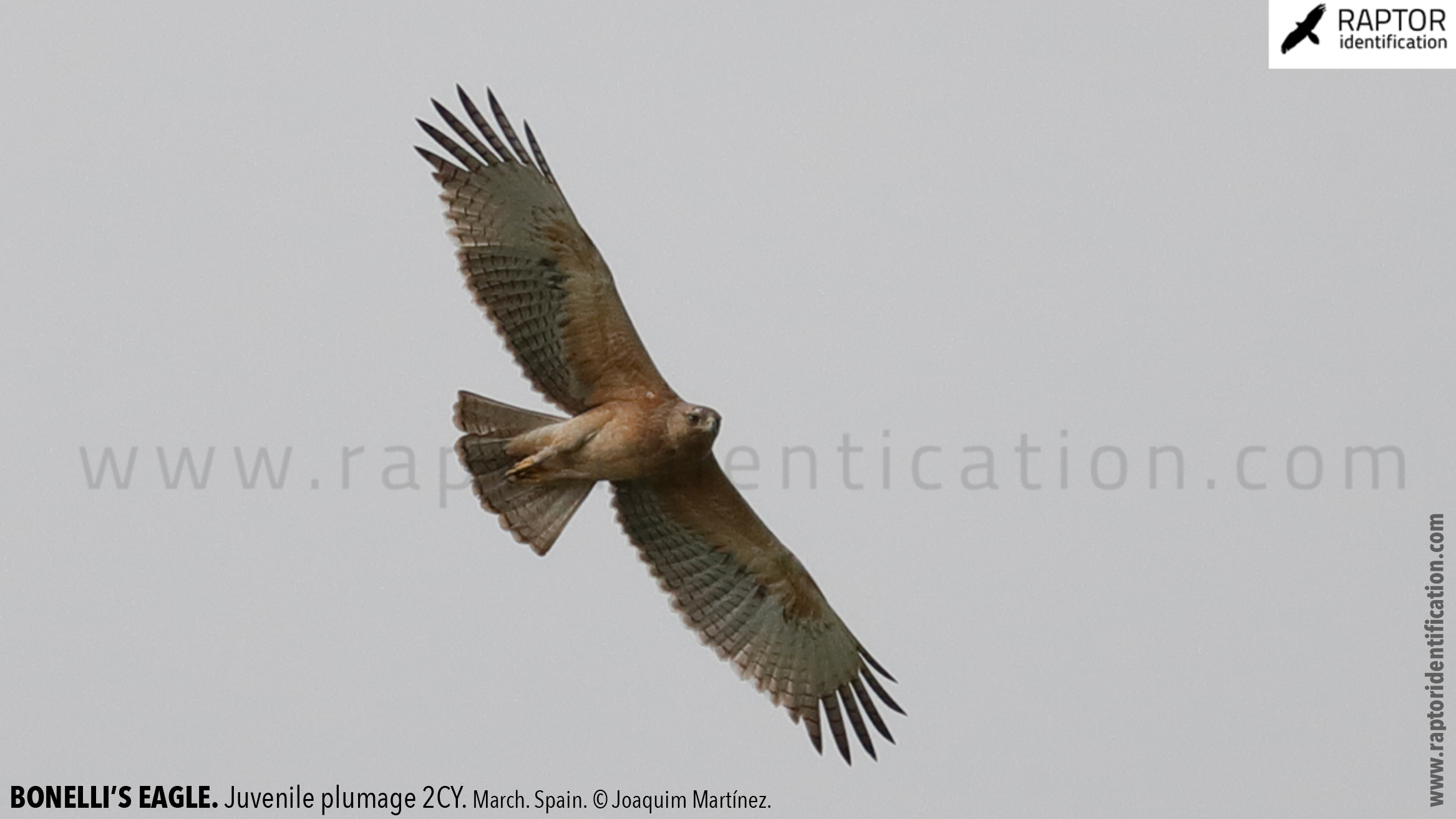 Bonellis-Eagle-juvenile-plumage-identification