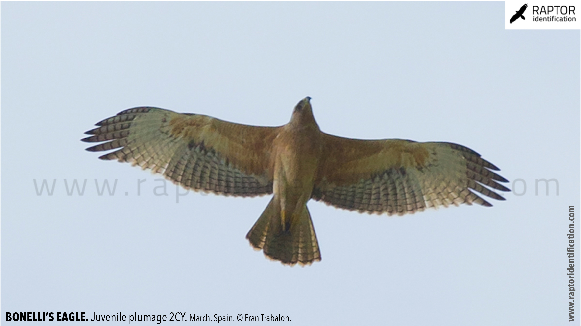 Bonellis-Eagle-juvenile-plumage-identification