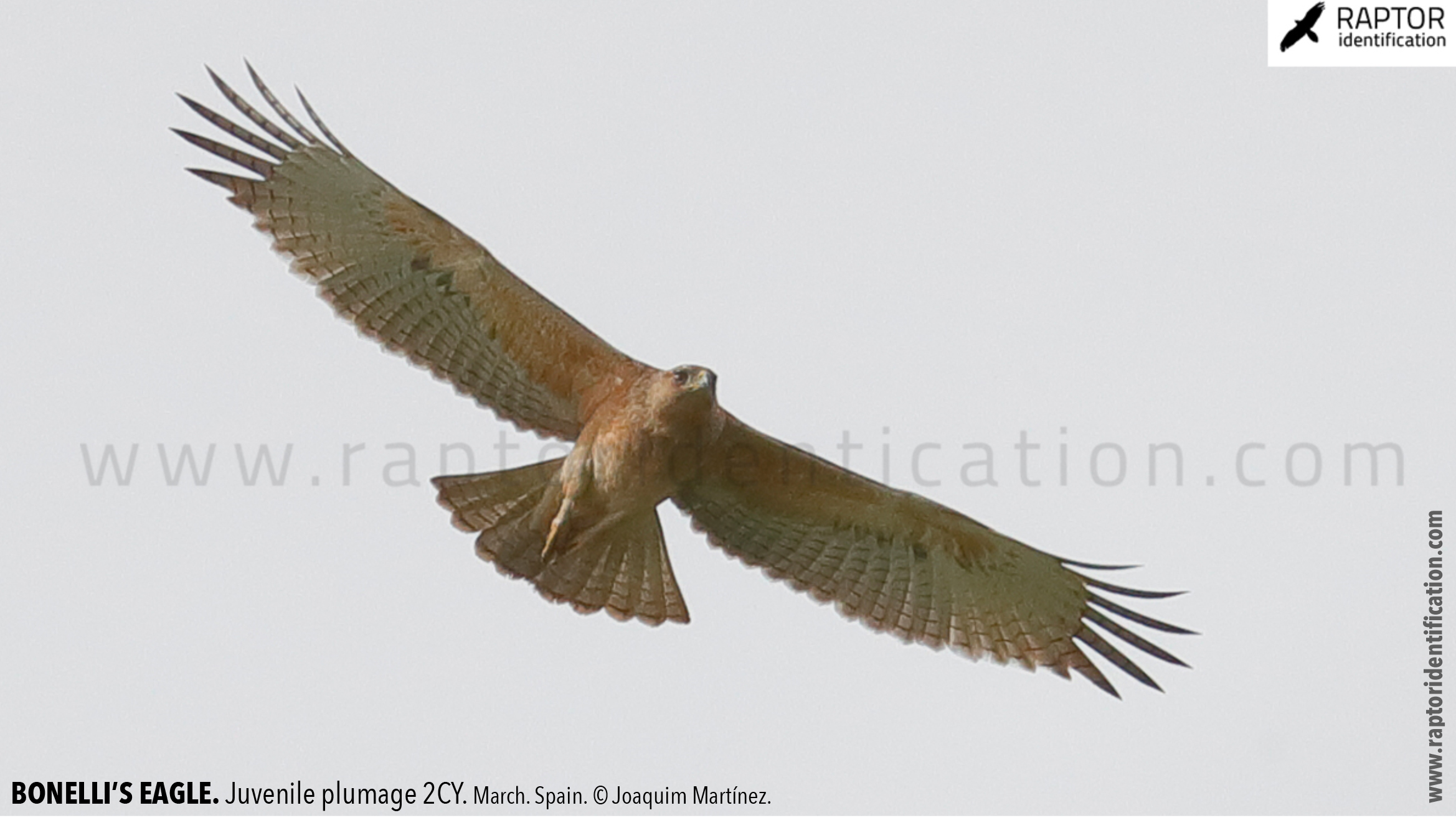 Bonellis-Eagle-juvenile-plumage-identification