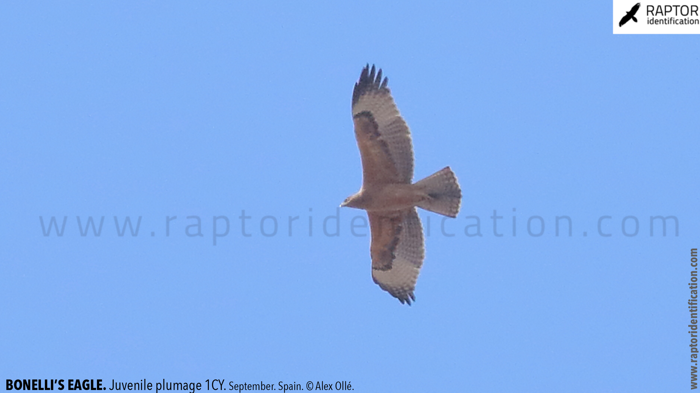 Bonellis-Eagle-juvenile-plumage-identification