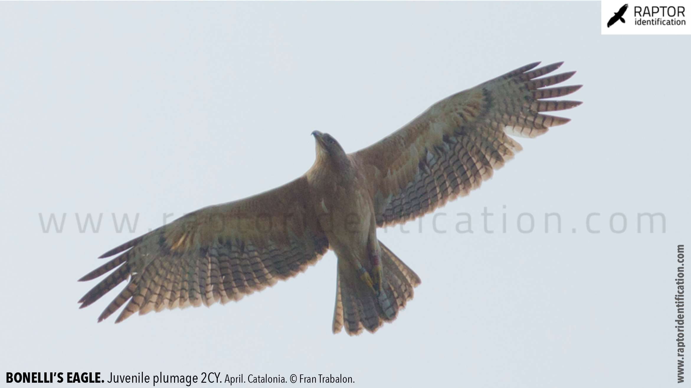 Bonellis-Eagle-juvenile-plumage-identification