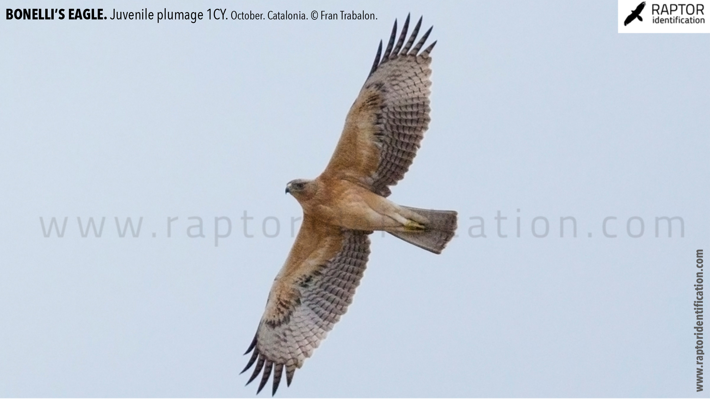 Bonellis-Eagle-juvenile-plumage-identification