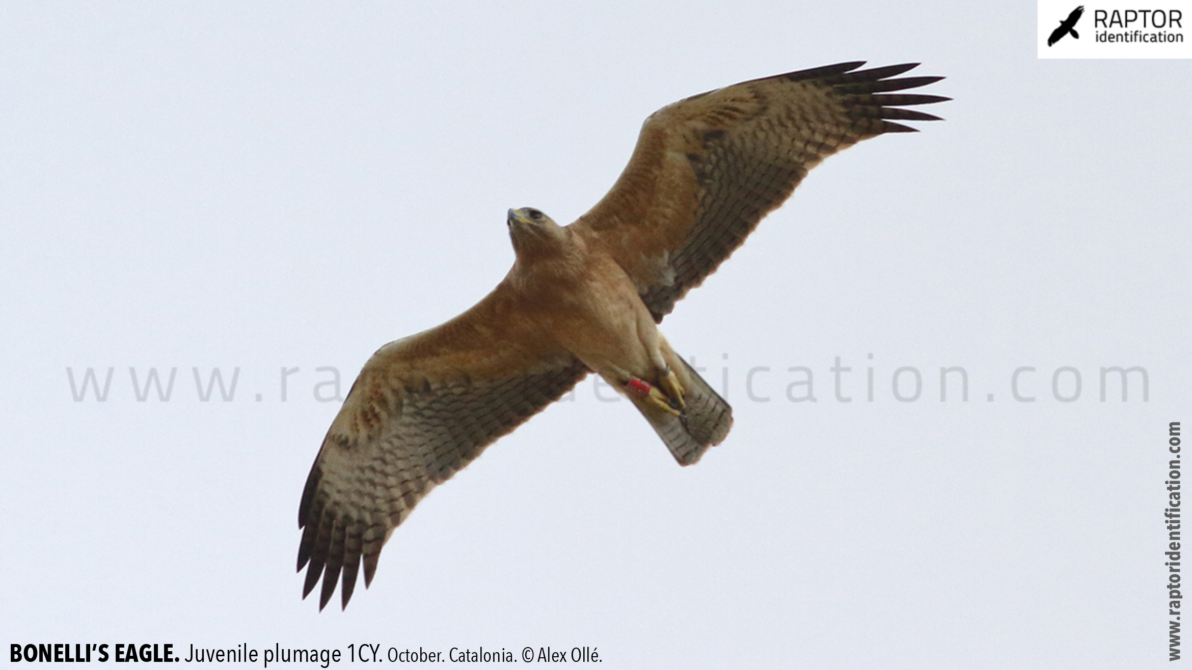 Bonellis-Eagle-juvenile-plumage-identification