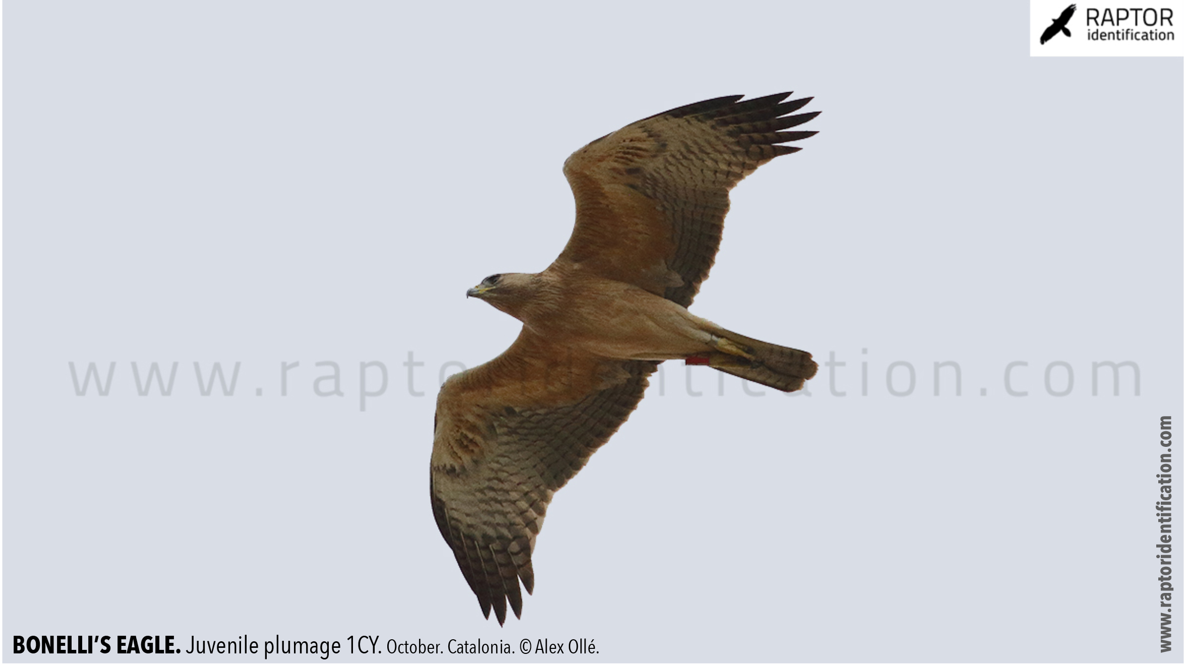 Bonellis-Eagle-juvenile-plumage-identification