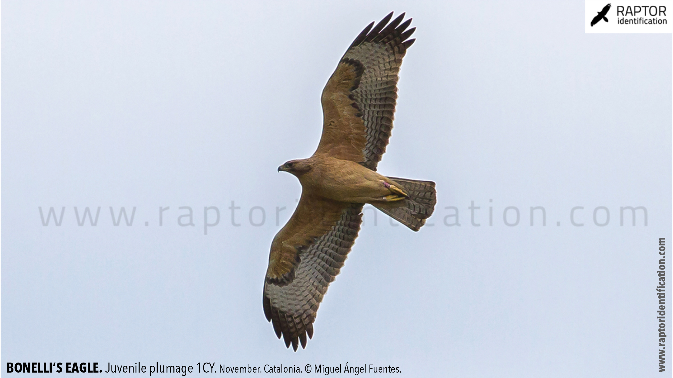 Bonellis-Eagle-juvenile-plumage-identification