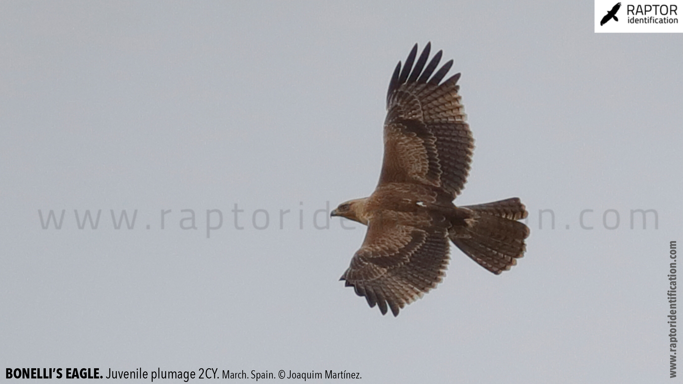 Bonellis-Eagle-juvenile-plumage-identification