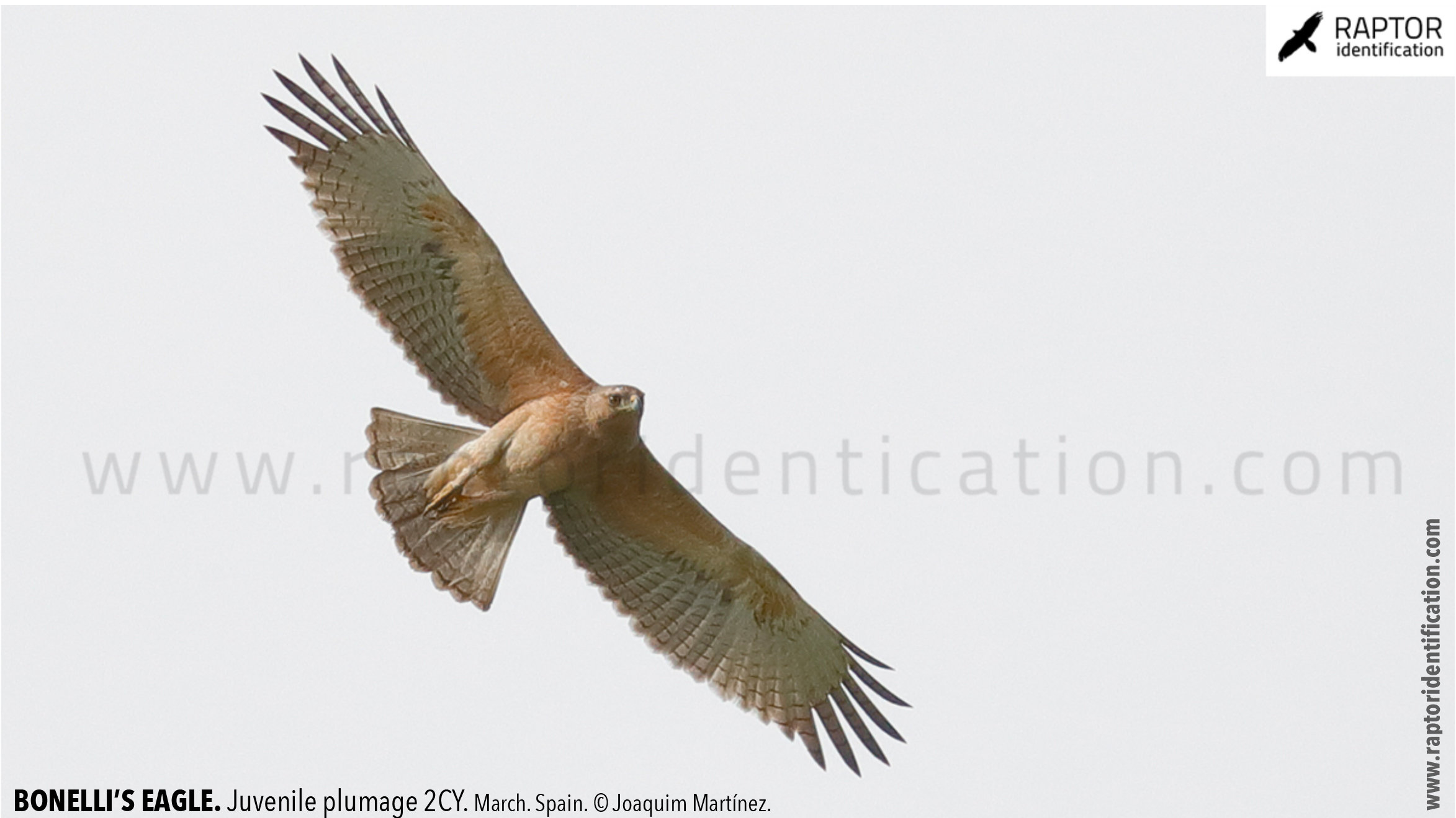 Bonellis-Eagle-juvenile-plumage-identification