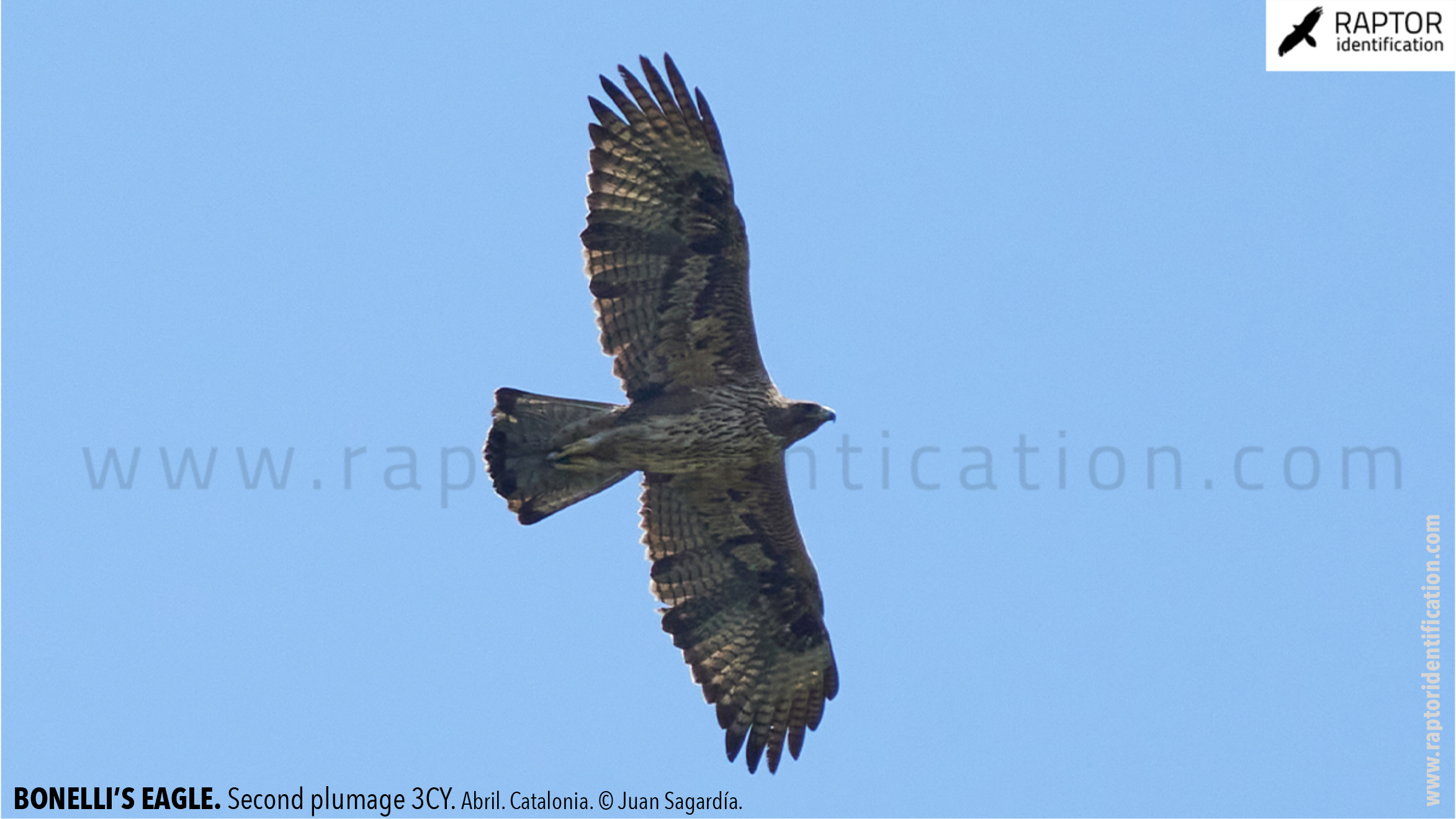 Bonellis-Eagle-2nd-plumage-identification