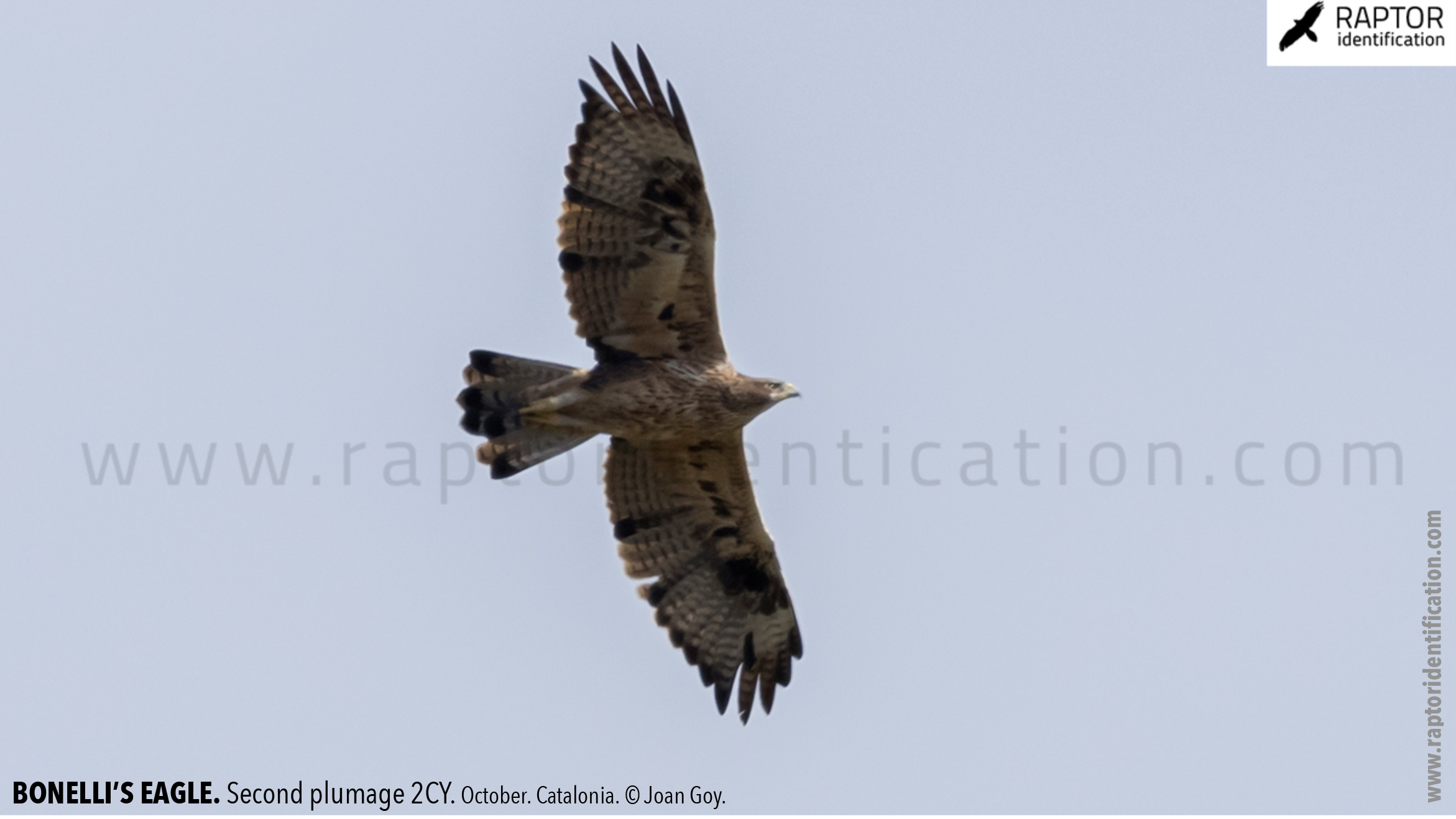 Bonellis-Eagle-2nd-plumage-identification