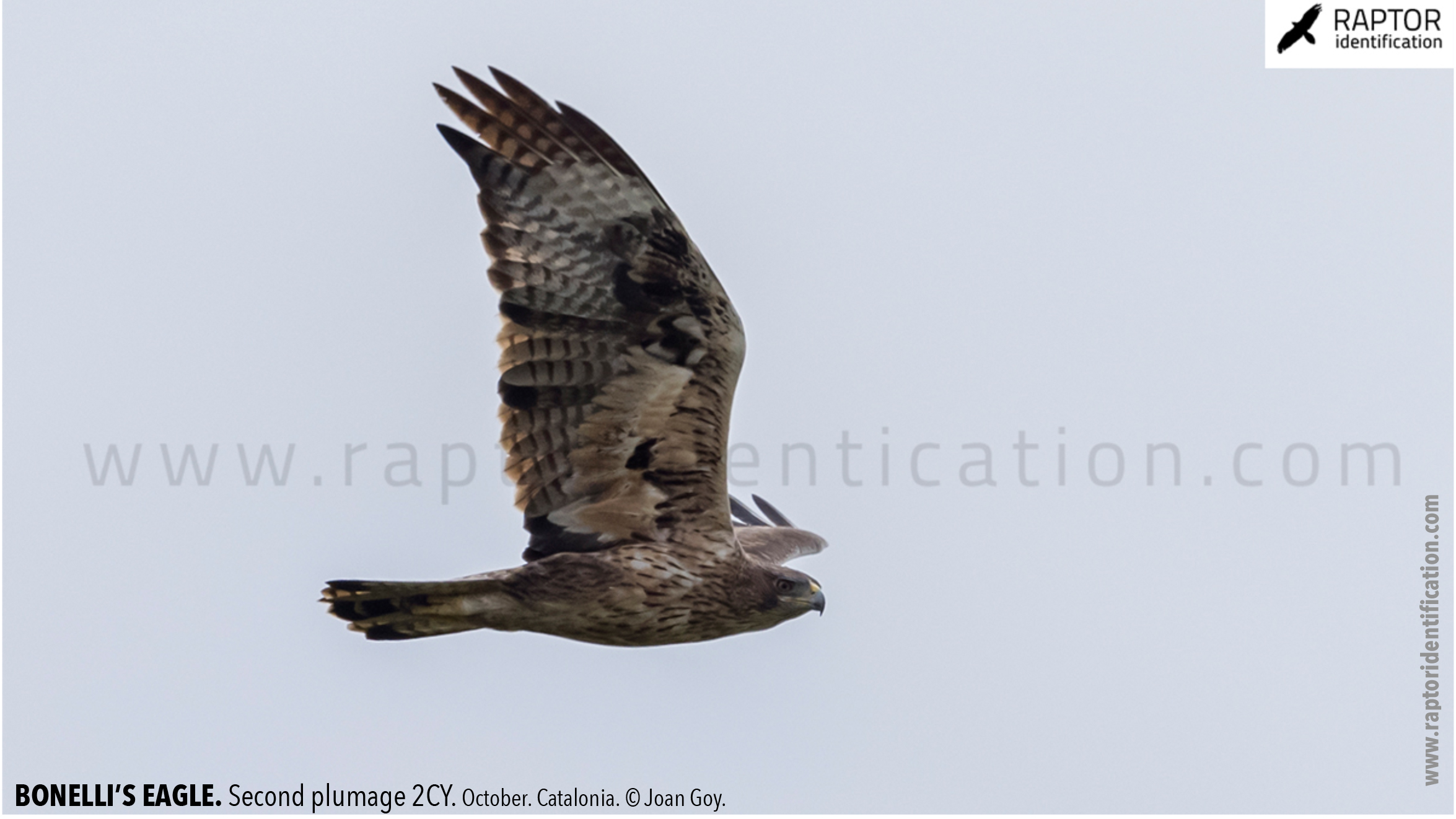 Bonellis-Eagle-2nd-plumage-identification