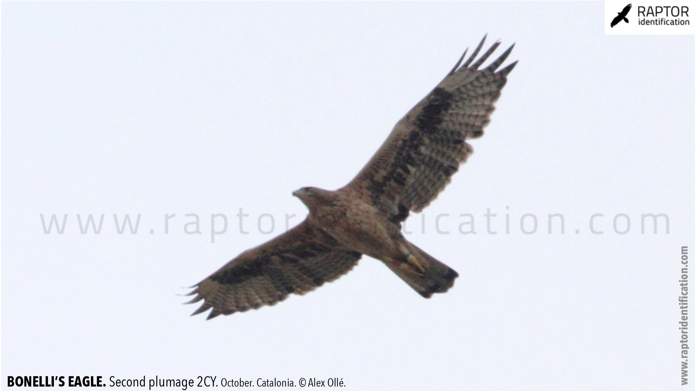 Bonellis-Eagle-2nd-plumage-identification