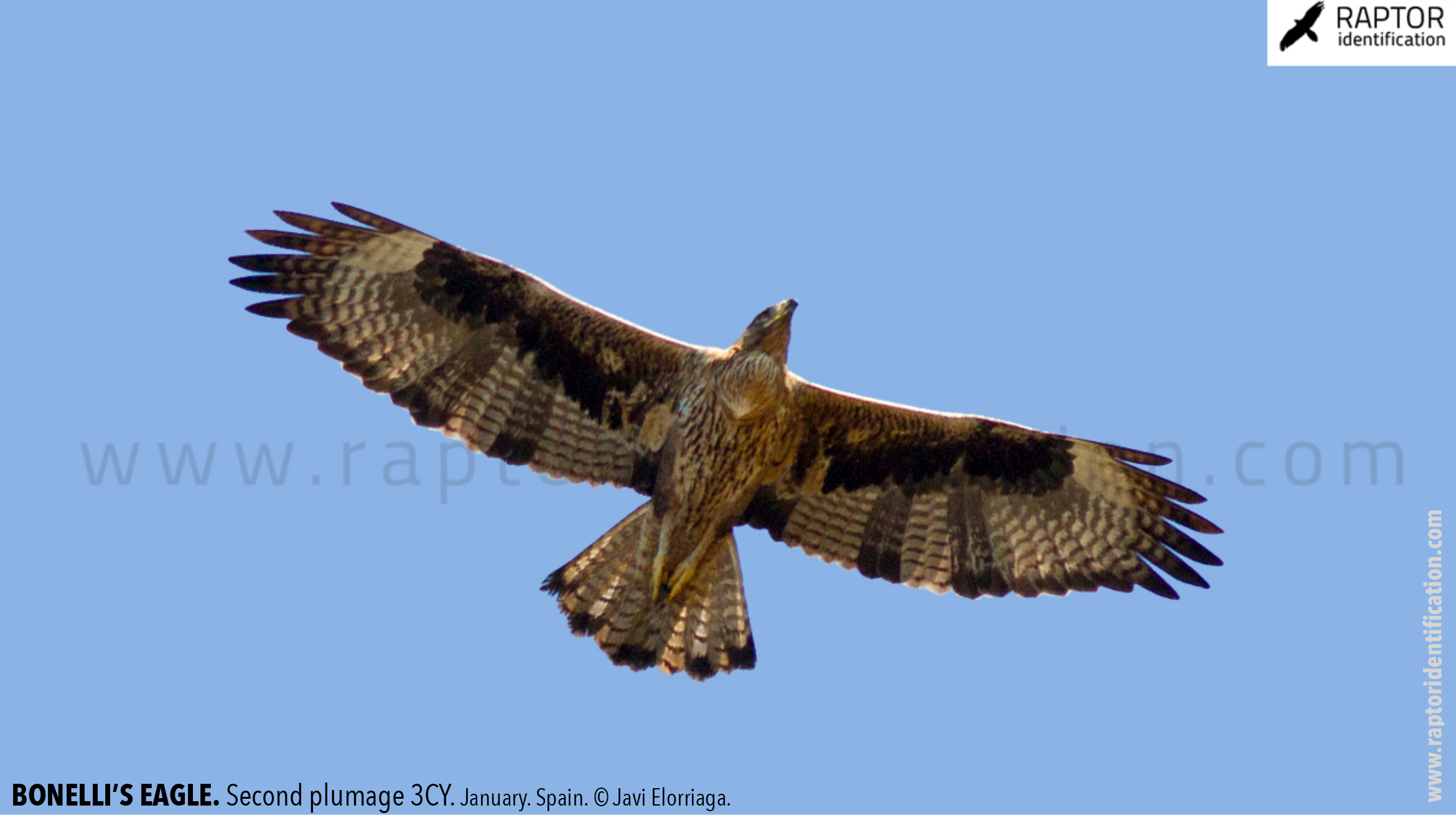 Bonellis-Eagle-2nd-plumage-identification