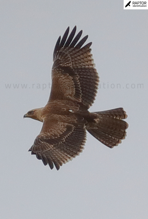 Bonellis-Eagle-juvenile-plumage-identification