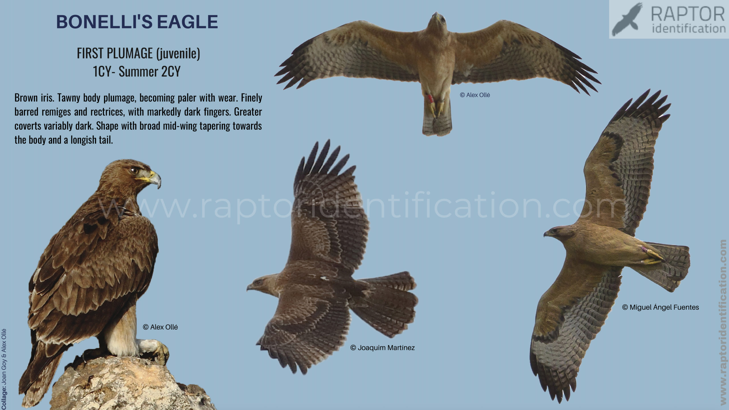 Bonellis-Eagle-juvenile-plumage-identification