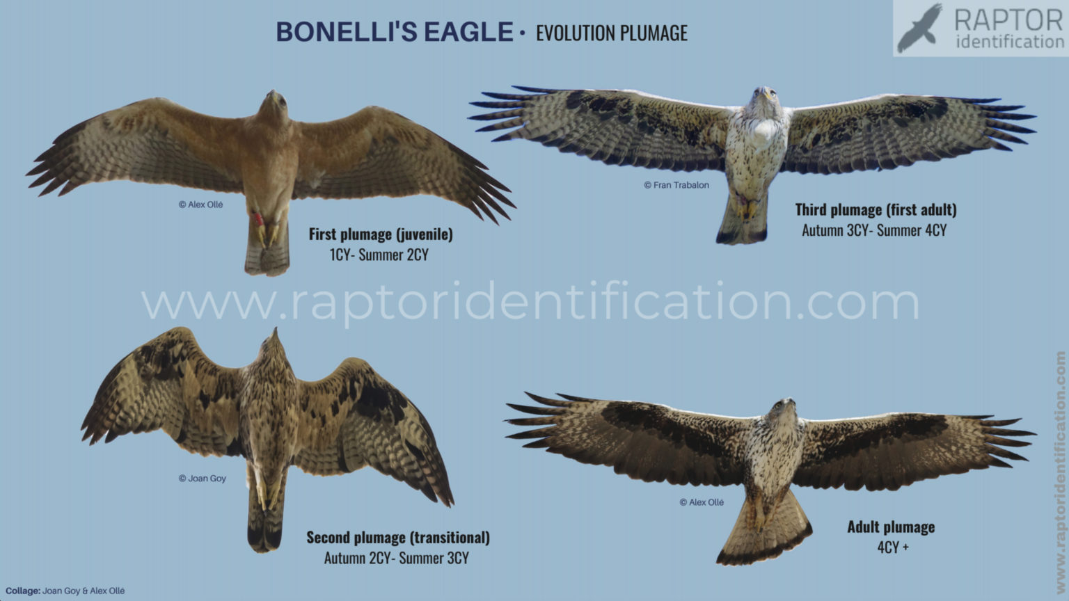 Bonelli’s Eagle – Raptor Identification – The complete raptors guide