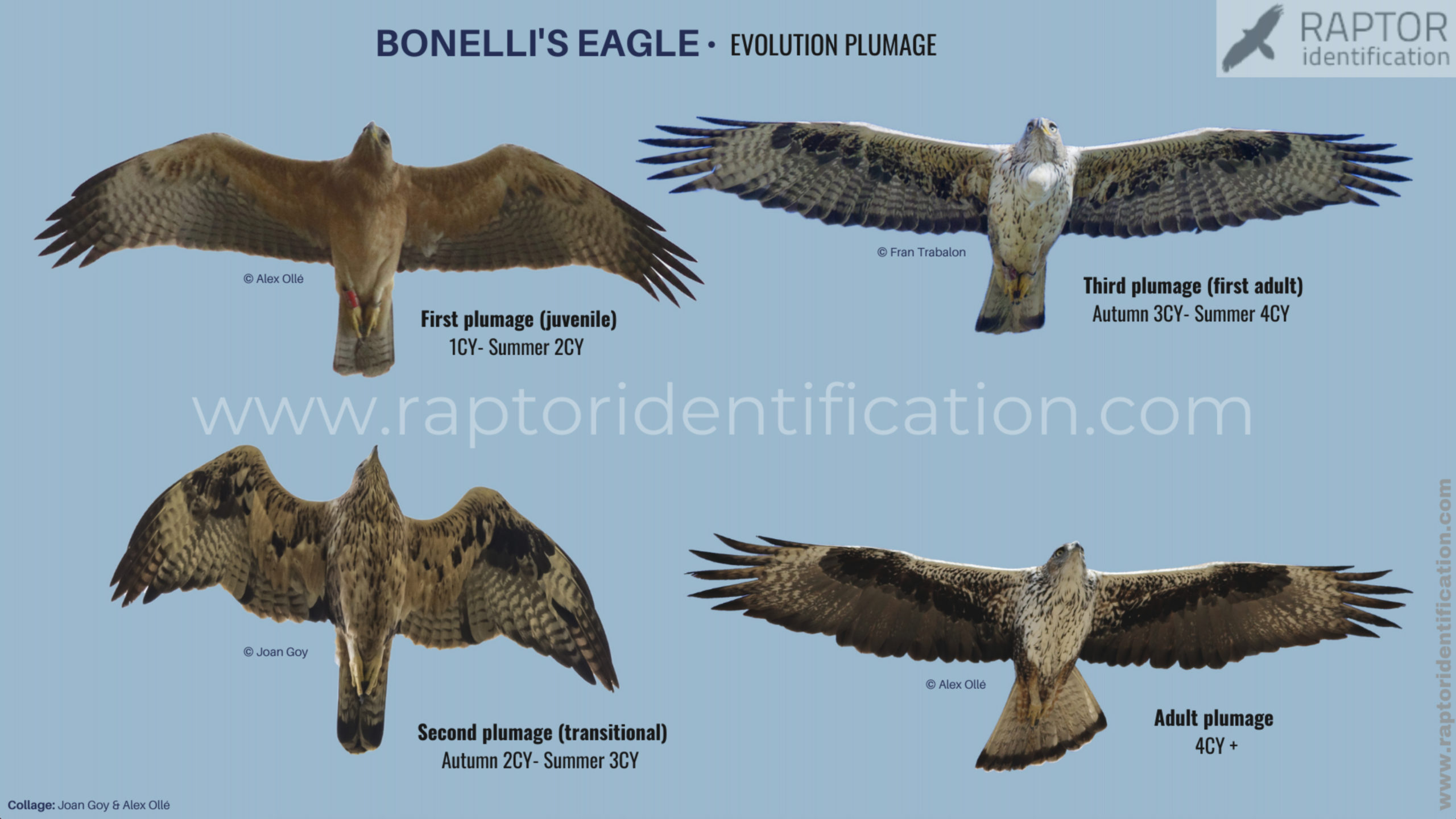 Bonellis-Eagle-identification-aquila-fasciata