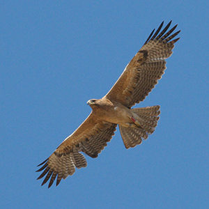 Bonellis-Eagle-juvenile-plumage-identification