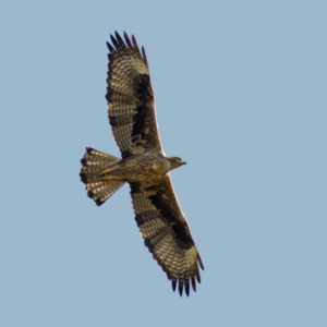 Bonellis-Eagle-2nd-plumage-identification