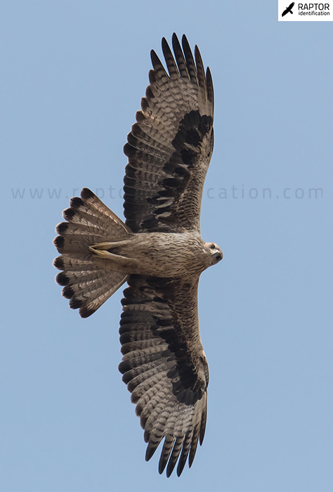 Bonellis-Eagle-3rd-plumage-identification