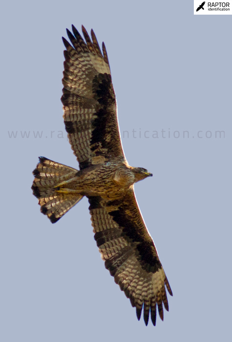 Bonellis-Eagle-2nd-plumage-identification