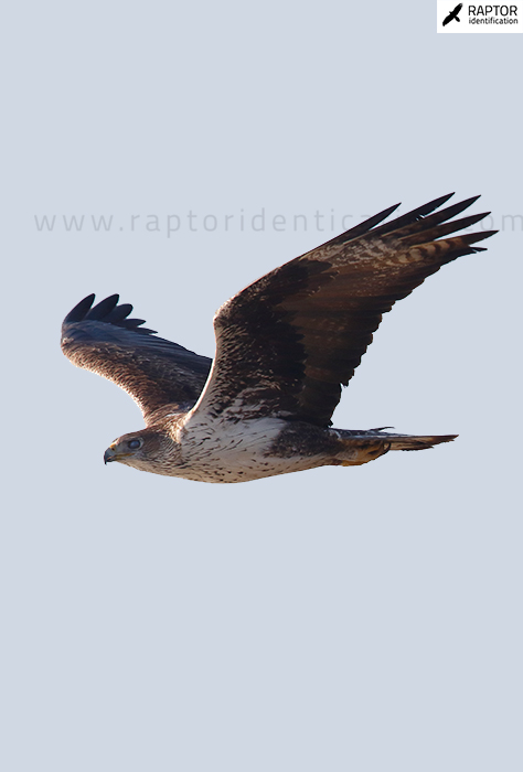 Bonellis-Eagle-identification-aquila-fasciata