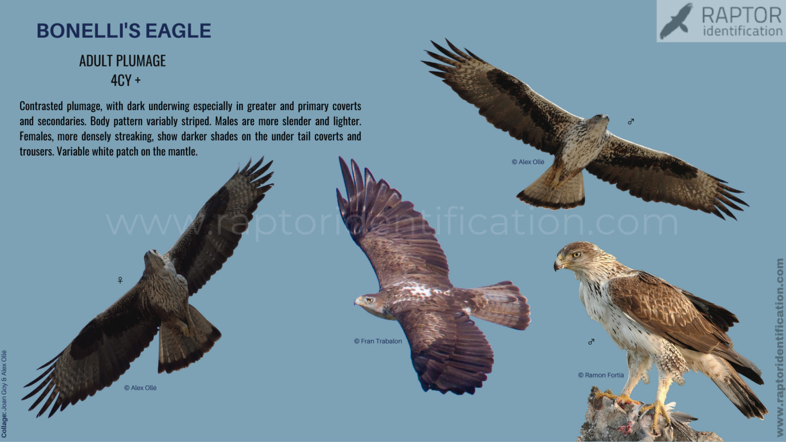 Bonelli’s Eagle adult plumage Raptor Identification The complete raptors guide