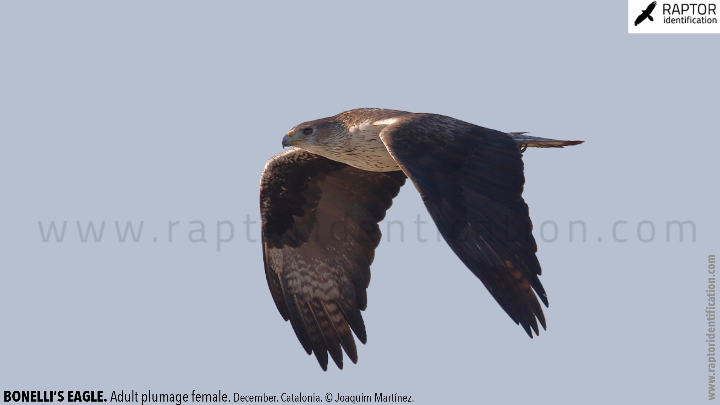 Bonellis-Eagle-adult-plumage-identification