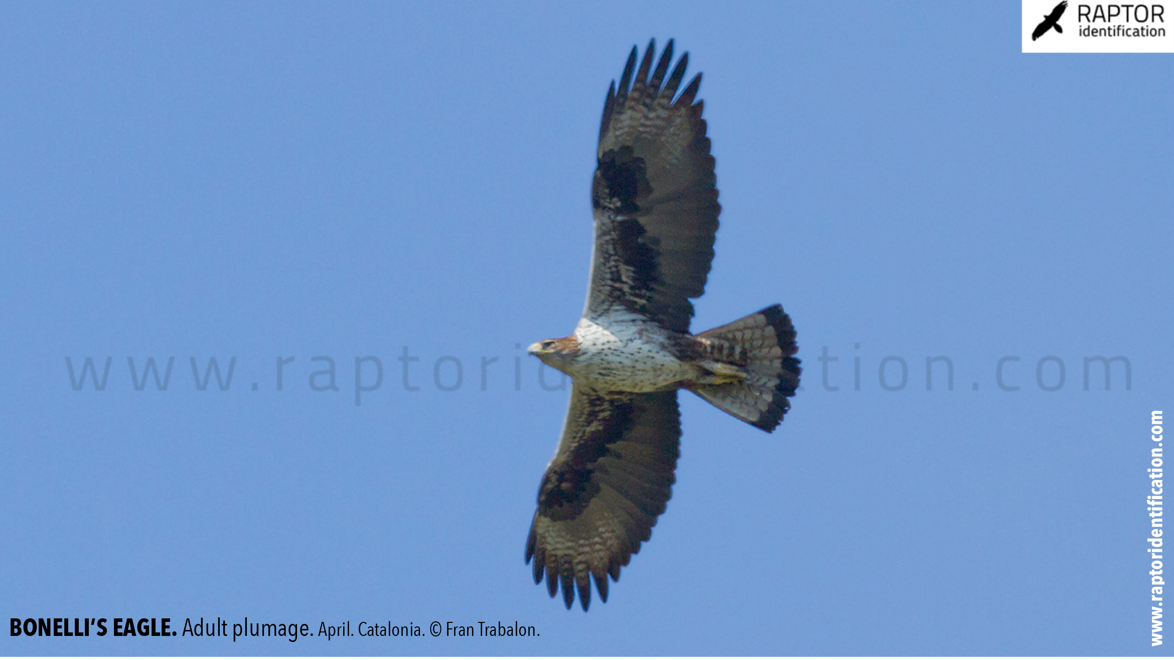 Bonellis-Eagle-adult-plumage-identification