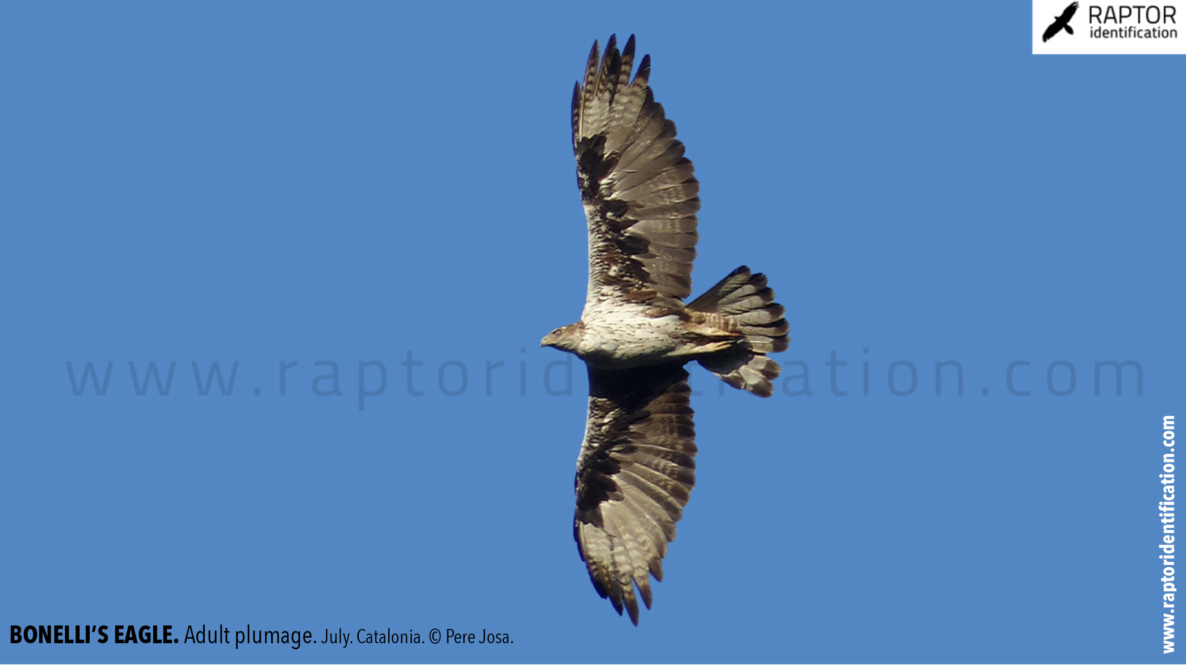 Bonellis-Eagle-adult-plumage-identification