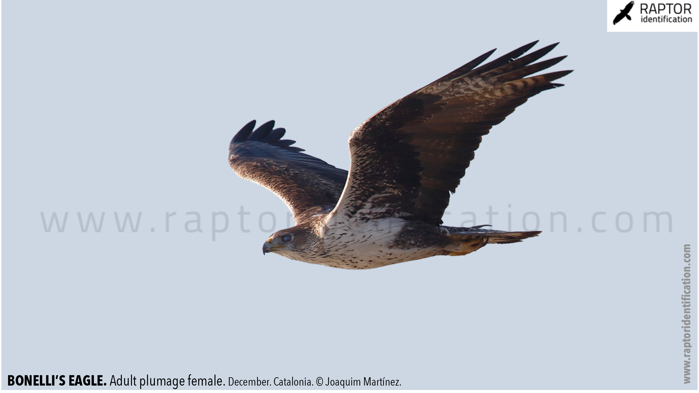 Bonellis-Eagle-adult-plumage-identification