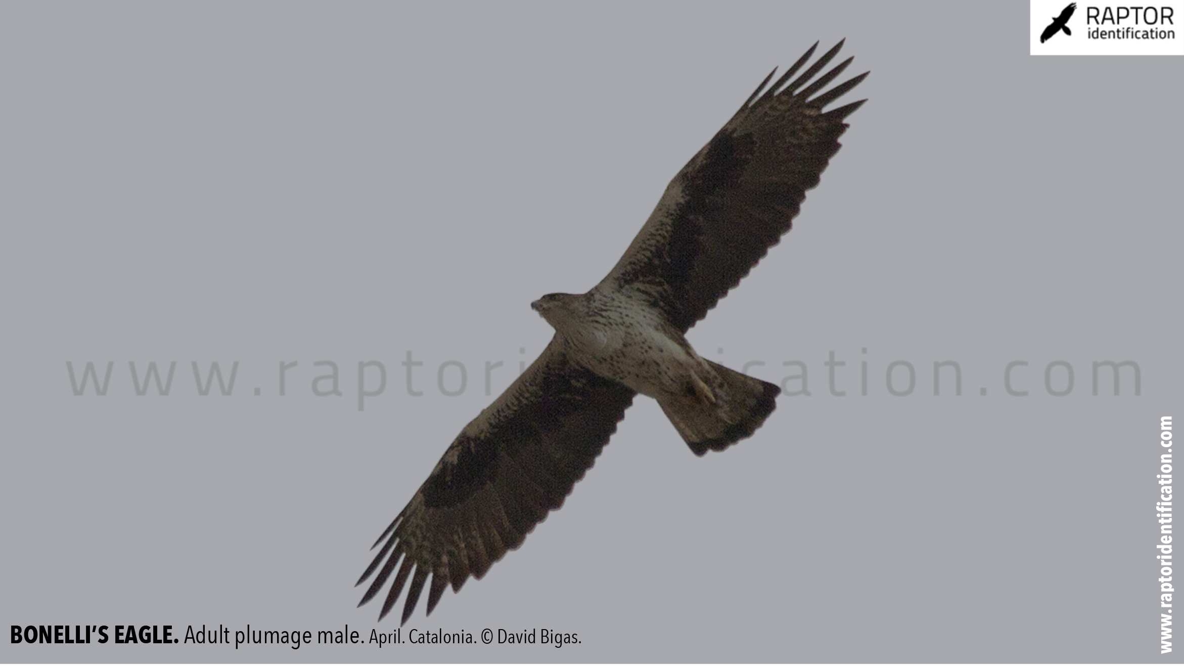 Bonellis-Eagle-adult-plumage-identification